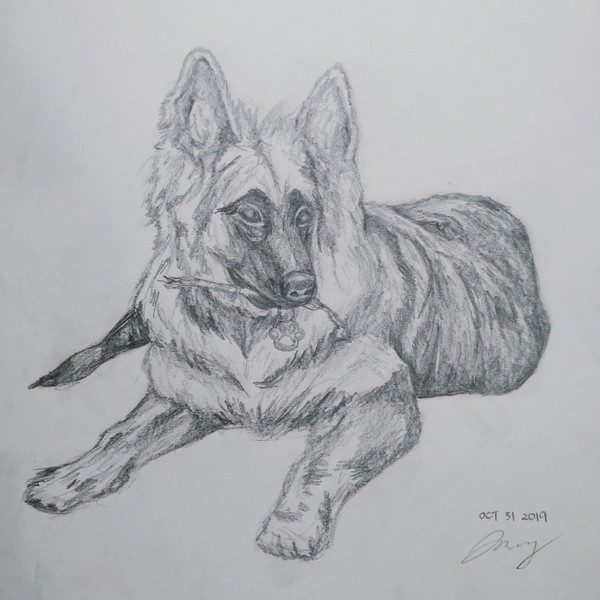 pencil sketch of pet/animal