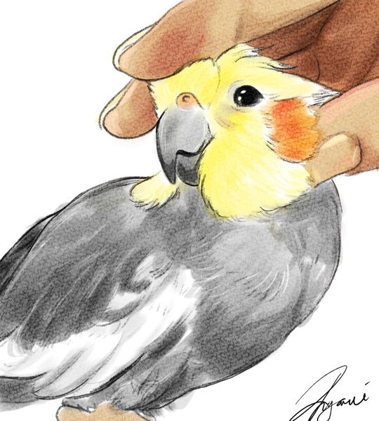 Bird watercolor illustrations