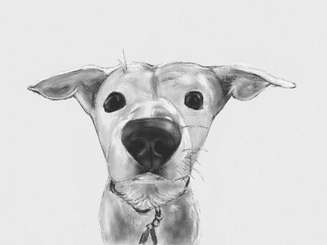 Dog pencil drawing