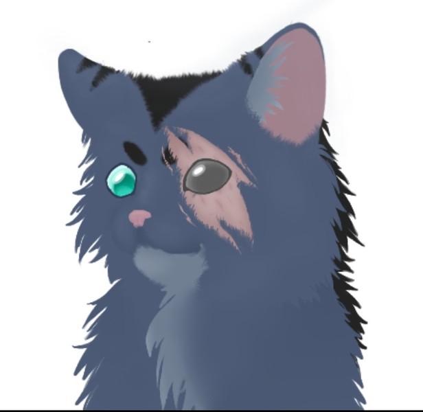 Cat example