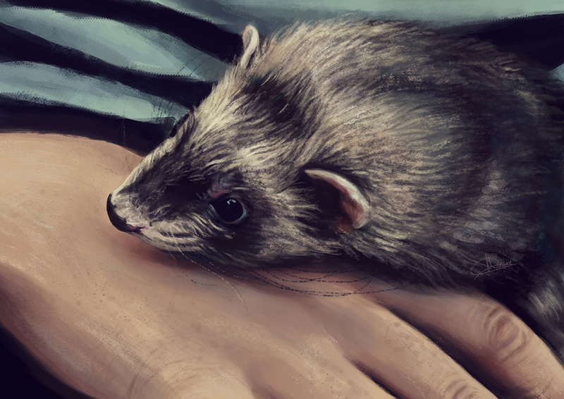 colored pet painting