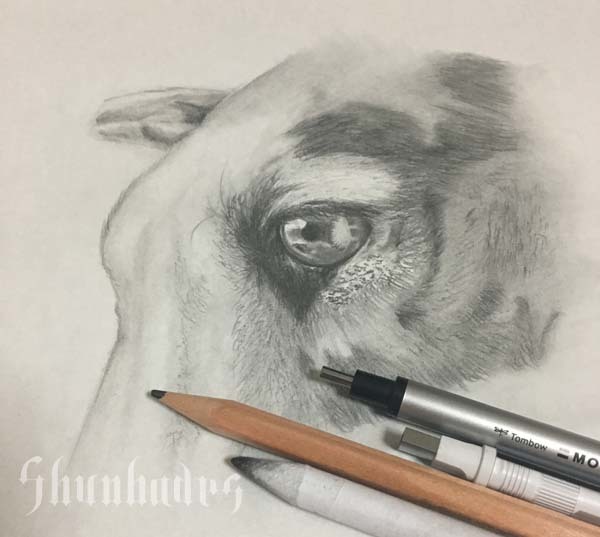 Portrait Animal Drawing - Digital copy