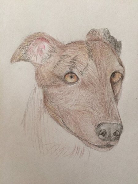 Canine Pencil 