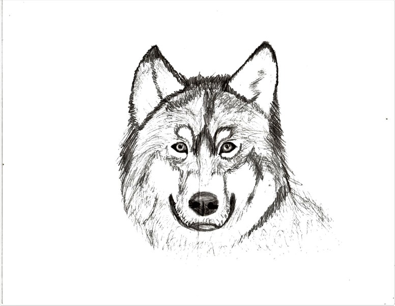 wolf sketch