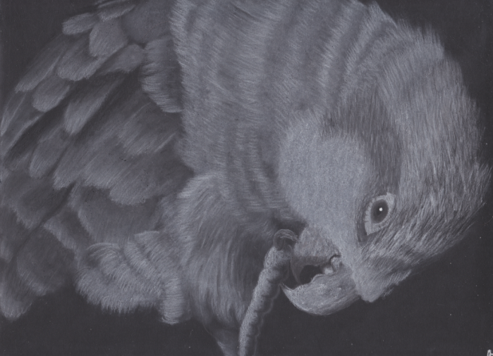 White Charcoal on Black Paper Drawing