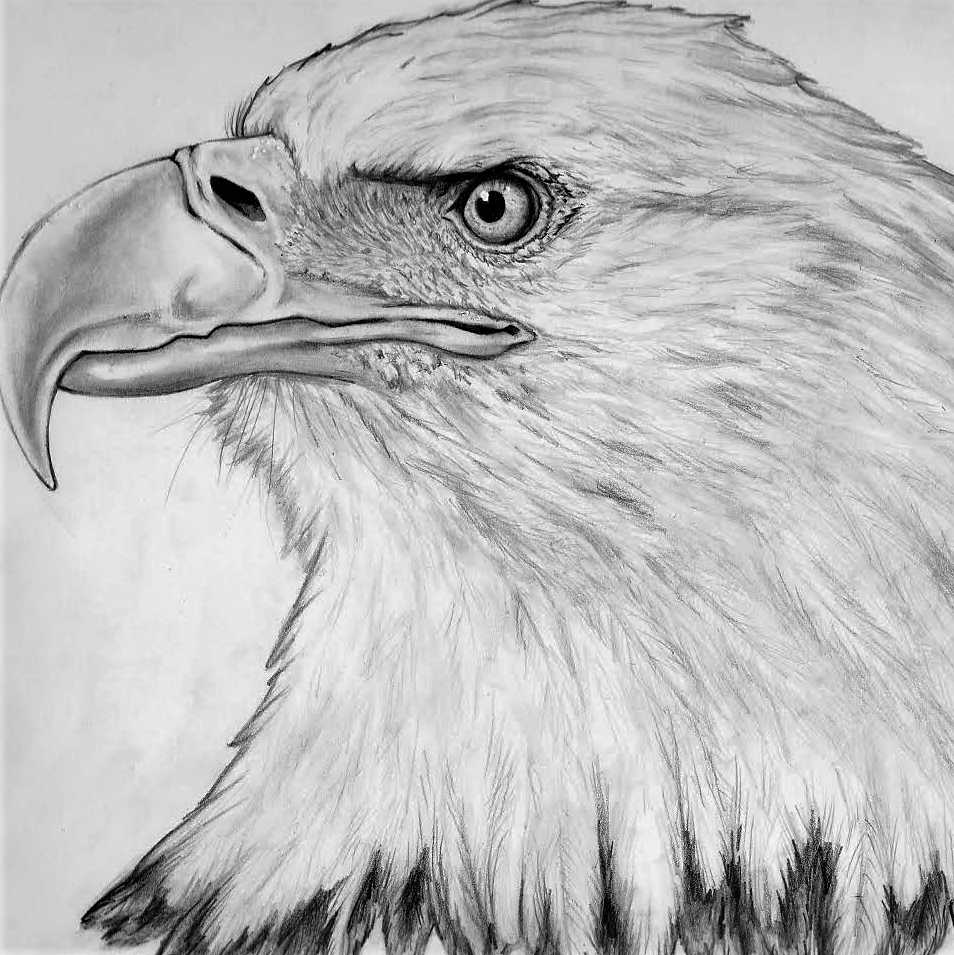 Detailed Animal/Creature Drawing - Artists&Clients