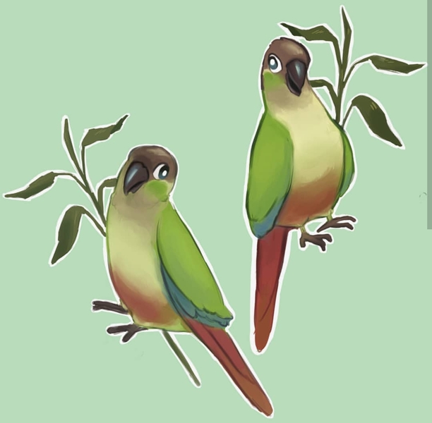 Bird or Parrot portrait - fullbody - Duo