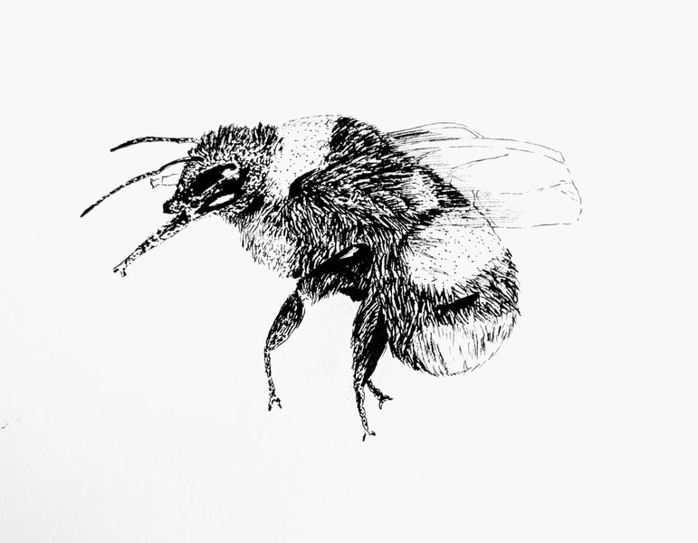 Insect - Inked - Black&White